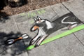 Honorable Mention-Shaka the Dog 